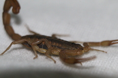 Centruroides ornatus