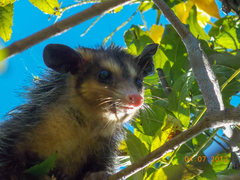 Didelphis aurita