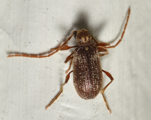 White-marked Spider-beetle photo 4