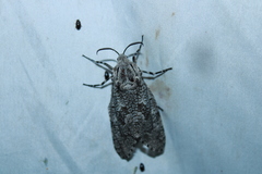 Prionoxystus robiniae