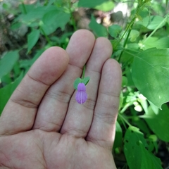 Dicliptera resupinata