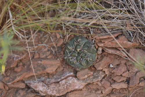 Gymnocalycium erinaceum