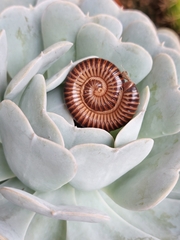 Thyropygus allevatus