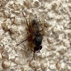 Calyptratae