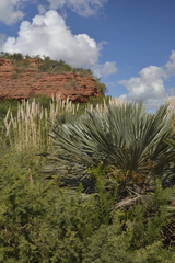 Trithrinax campestris