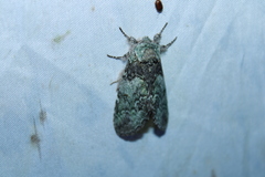 Macrurocampa marthesia