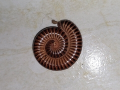 Thyropygus allevatus