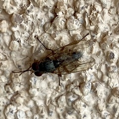 Calyptratae