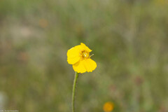 Tridax balbisioides