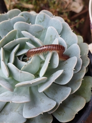 Thyropygus allevatus