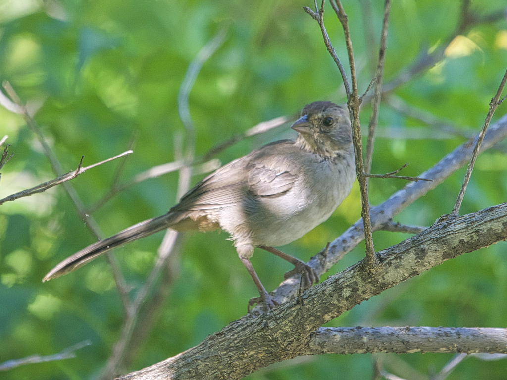 California Towhee