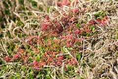 Suaeda novae-zelandiae