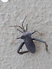 Acanthocephala alata