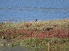 Ceryle rudis rudis