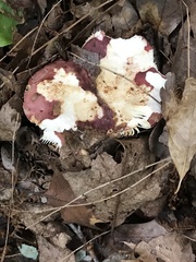 Russula flavisiccans