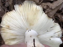 Russula flavisiccans