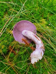 Cortinarius traganus