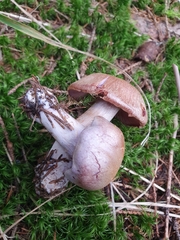 Cortinarius traganus