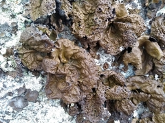 Umbilicaria muhlenbergii