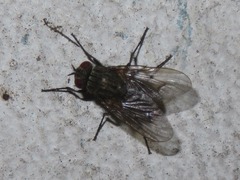 Helina evecta