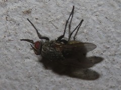 Helina evecta