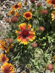Gaillardia