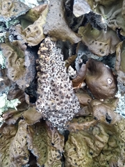 Umbilicaria muhlenbergii