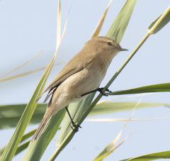 Phylloscopus