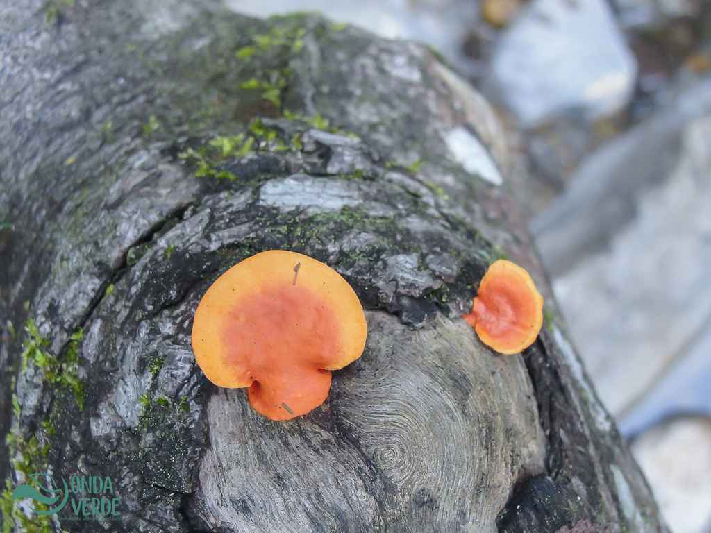 Trametes sanguinea · July 2011 · photo: © diogoluiz (iNaturalist, cc-by)