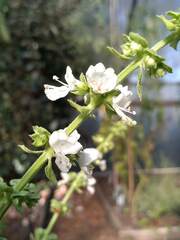Ocimum basilicum