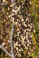 Toxicodendron vernix