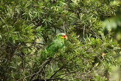 Amazona autumnalis