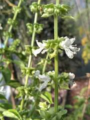 Ocimum basilicum