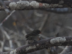 Geospiza fortis
