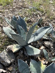 Agave