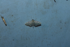 Blepharomastix ranalis
