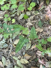 Smilax bona-nox