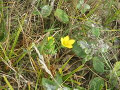 Blackstonia acuminata