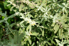 Buddleja scordioides