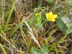 Blackstonia acuminata
