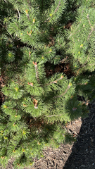 Pinus mugo