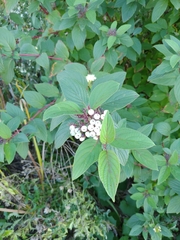 Cornus alba