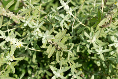 Buddleja scordioides