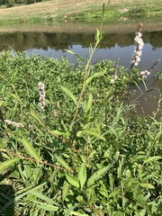 Persicaria glabra