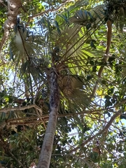 Coccothrinax