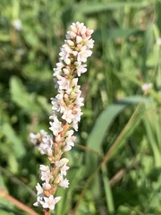 Persicaria glabra