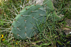 Opuntia robusta