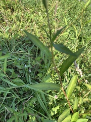 Persicaria glabra