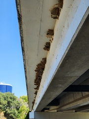 Petrochelidon pyrrhonota