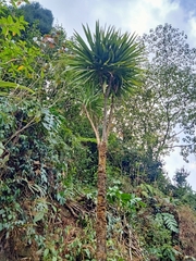 Areca catechu